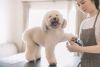 EcoSafe Carpet Cleaning